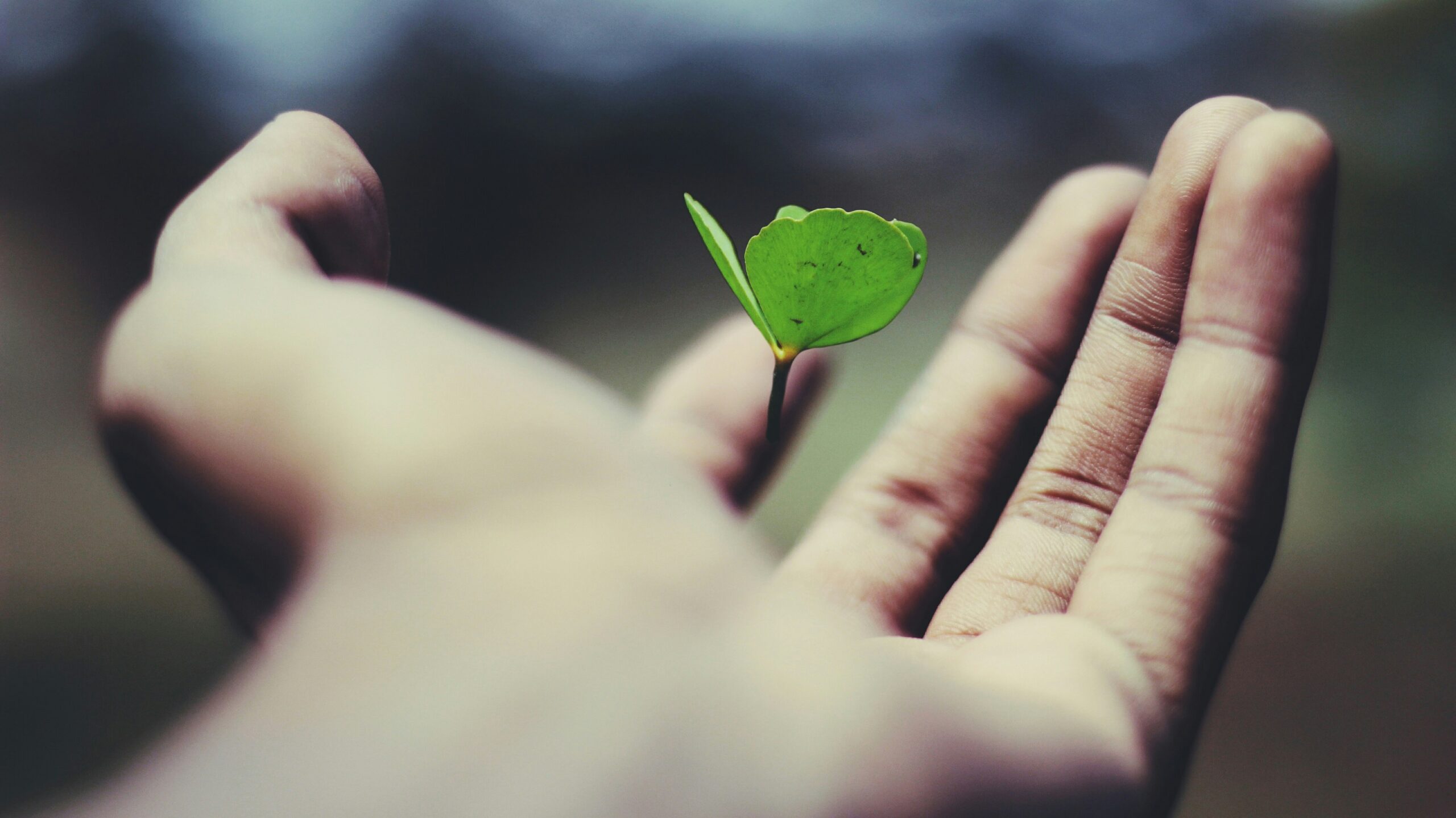 Close-up of an open hand in which a tender green seedling is growing